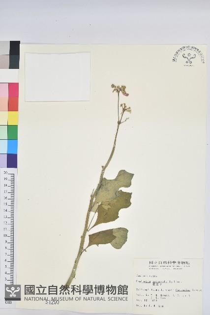 白苞猩猩草藏品圖，第1張