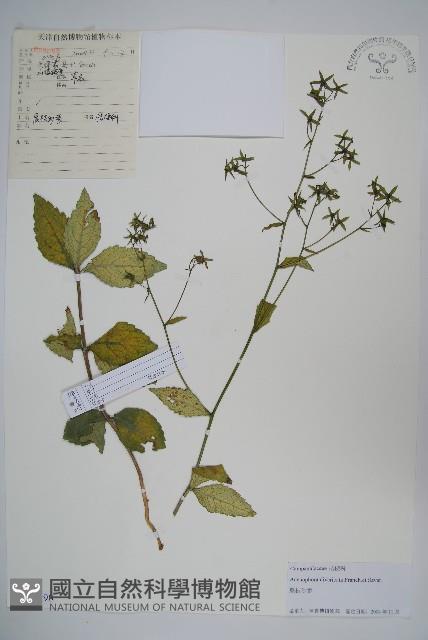 展枝沙參藏品圖，第1張