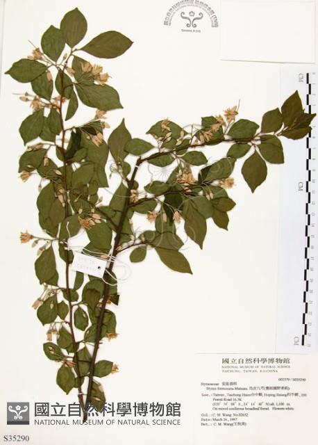 烏皮九芎、奮起湖野茉莉藏品圖，第1張