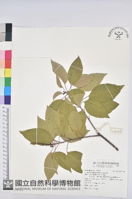 白臼藏品圖，第1張