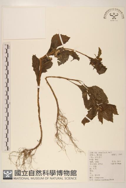 野茼蒿藏品圖，第1張