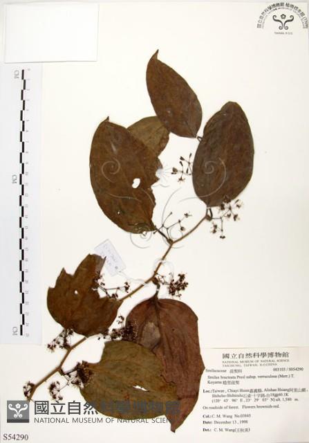 糙莖菝契藏品圖，第1張