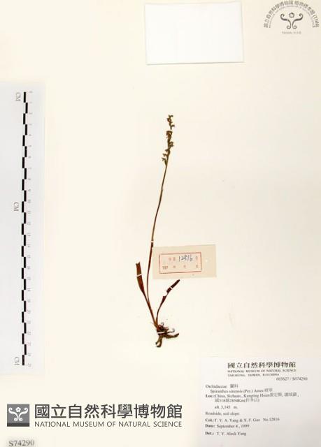 綬草藏品圖，第1張