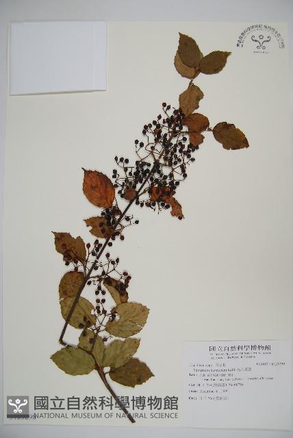 呂宋莢迷藏品圖，第1張