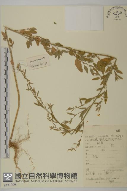 市藜藏品圖，第1張