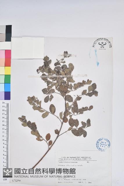 紅仔珠藏品圖，第1張