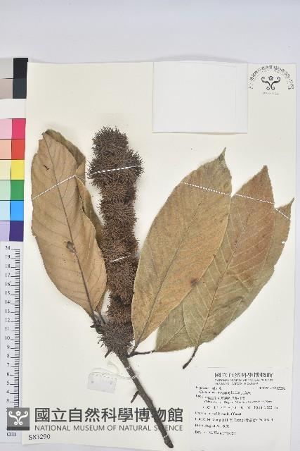 大葉栲藏品圖，第1張