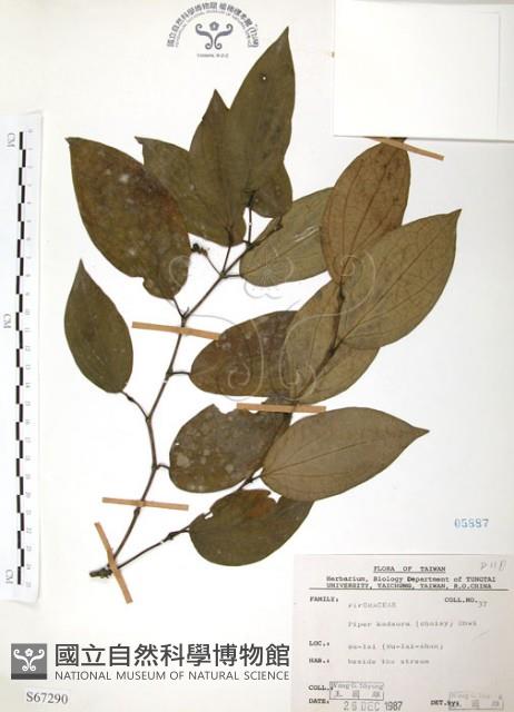 風藤藏品圖，第1張