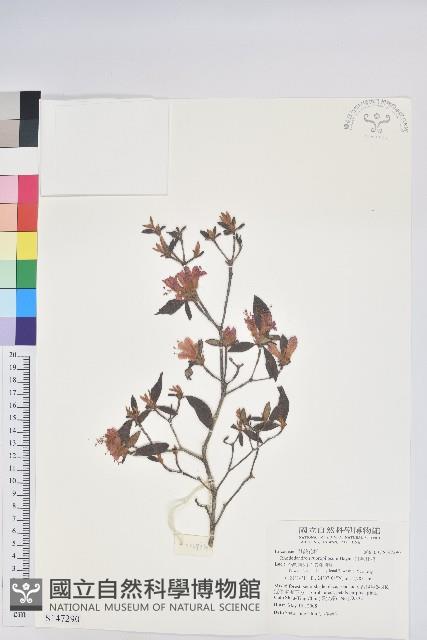 紅毛杜鵑藏品圖，第1張