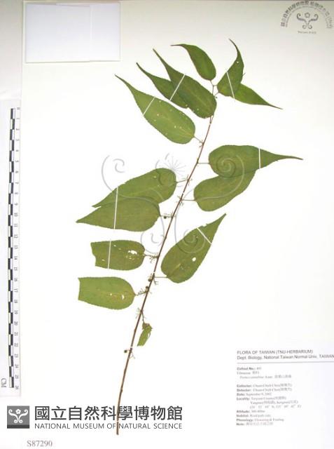 銳葉山黃麻藏品圖，第1張