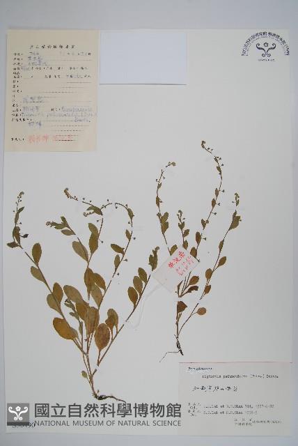 附地菜藏品圖，第1張