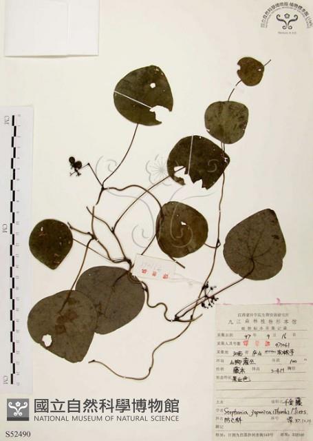 千金藤、金線吊烏龜藏品圖，第1張