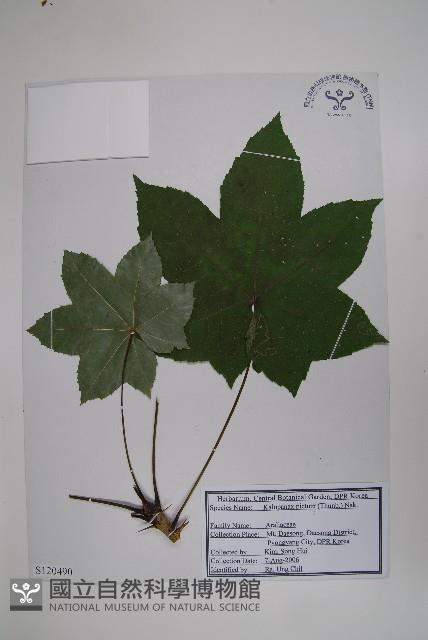 刺楸藏品圖，第1張