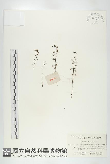 茅膏菜藏品圖，第1張