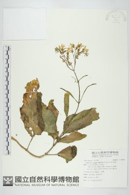 倒吊蓮藏品圖，第1張