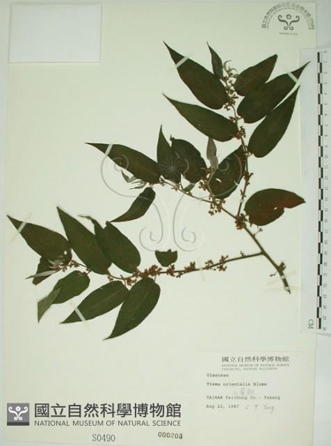 山黃麻藏品圖，第1張