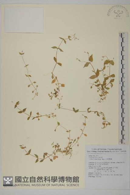 網脈繁縷藏品圖，第1張