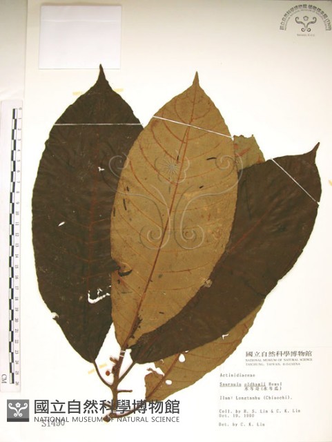 水冬瓜藏品圖，第1張