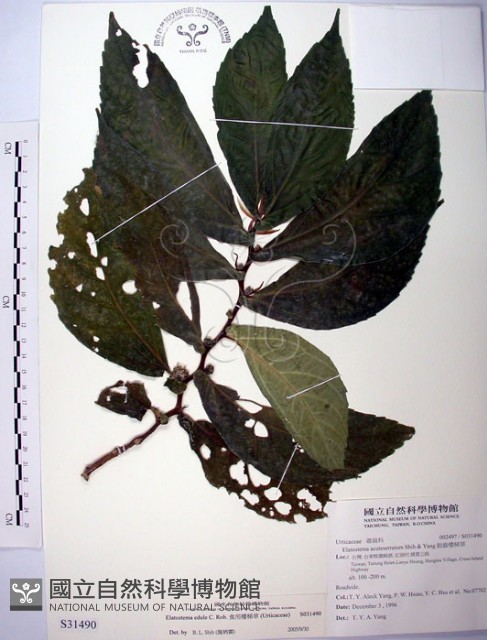 食用樓梯草藏品圖，第1張