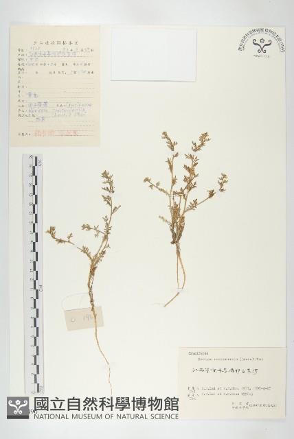 廣東葶藶藏品圖，第1張