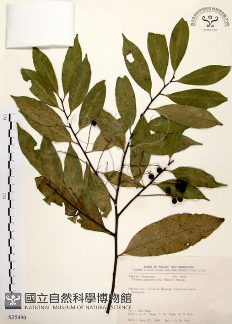 墨點櫻桃、黑星櫻藏品圖，第1張