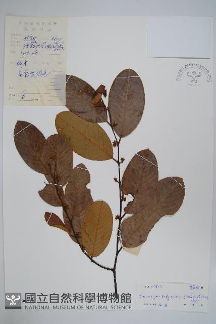 Accession Number:S045490 Collection Image, Figure 1, Total 2 Figures