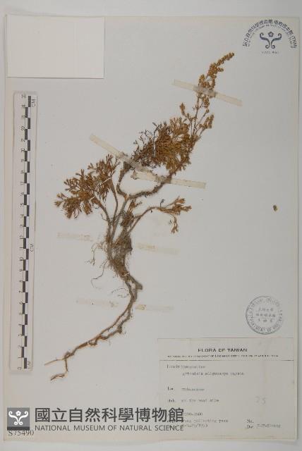 高山艾藏品圖，第1張