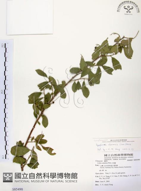 灰木藏品圖，第1張