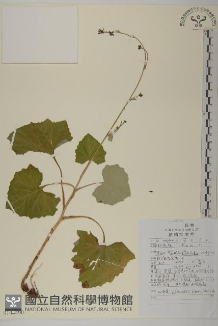 腺梗菜藏品圖，第1張