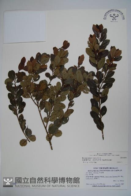 倒卵葉冬青、金平氏冬青藏品圖，第1張