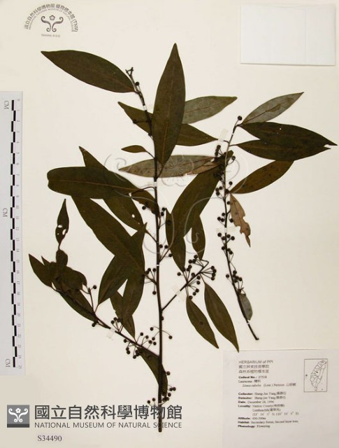 山胡椒藏品圖，第1張