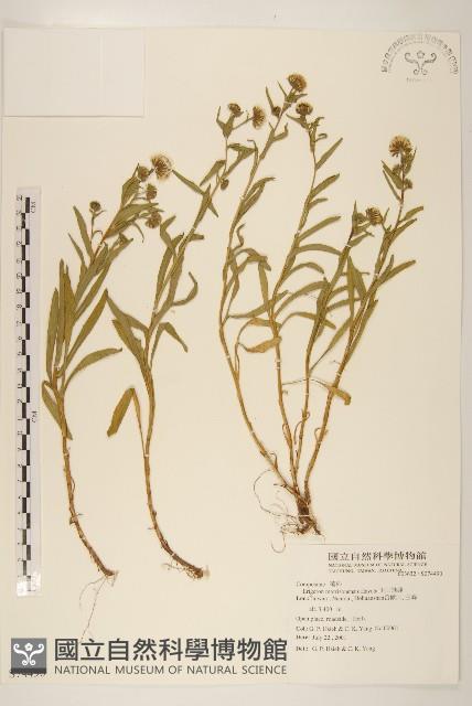 玉山飛蓬藏品圖，第1張