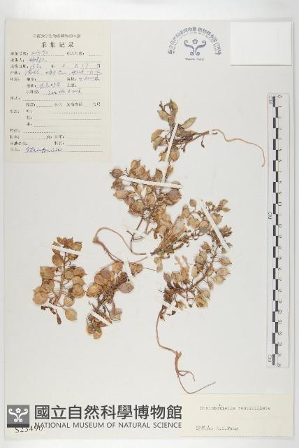 幹葉無隔芥藏品圖，第1張