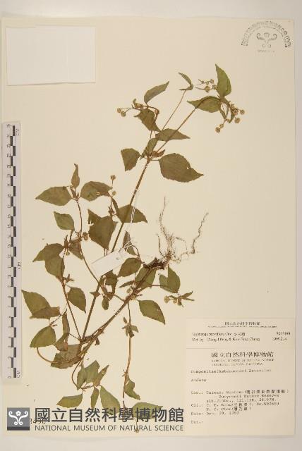 小米菊藏品圖，第1張