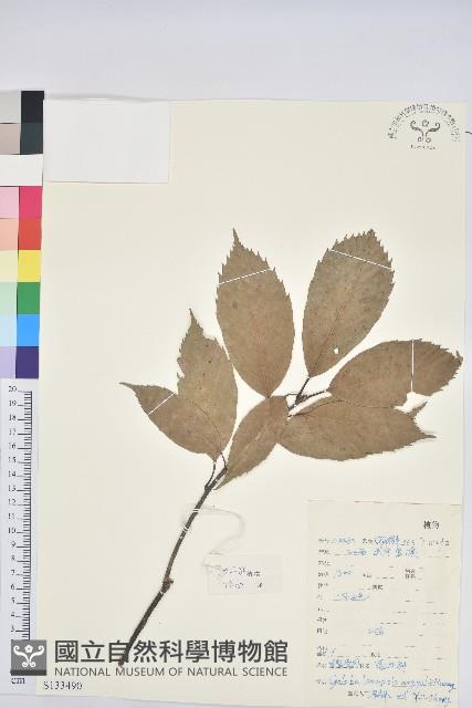 登錄號:S133490藏品圖，第1張