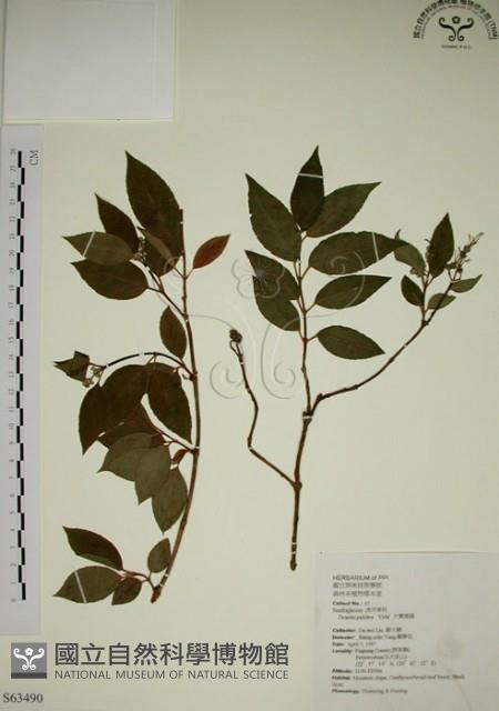 大葉溲疏藏品圖，第1張