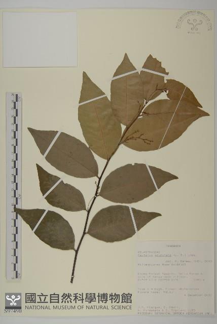 登錄號:S097490藏品圖，第1張