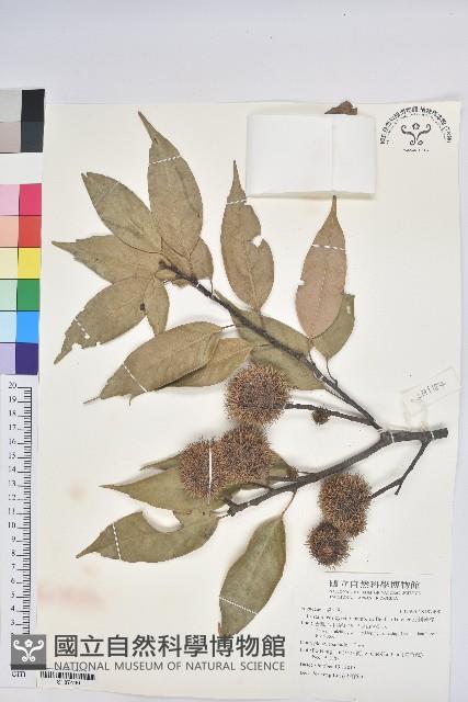 反刺苦櫧藏品圖，第1張