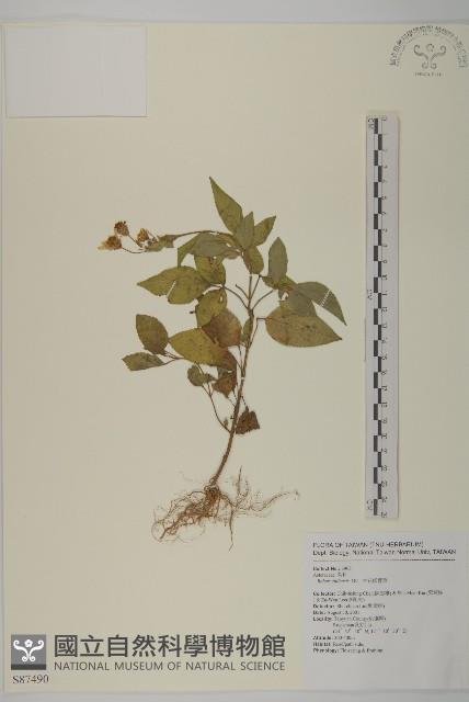 大花咸豐草藏品圖，第1張