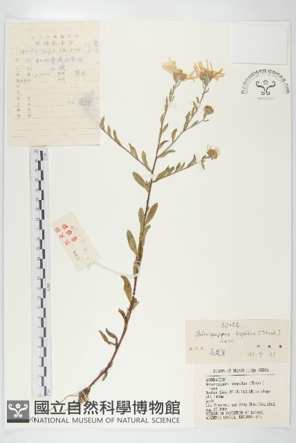 狗娃花藏品圖，第1張