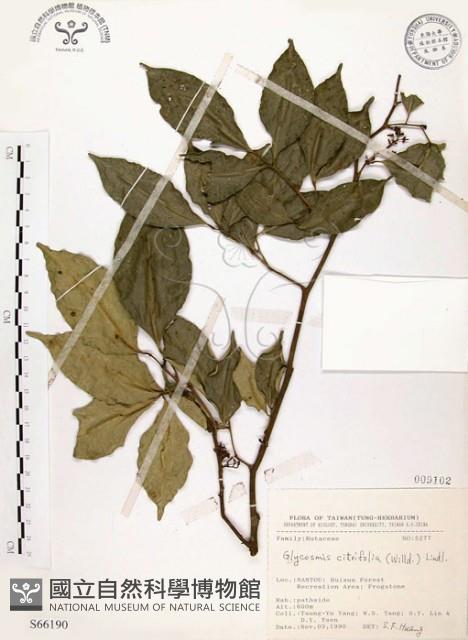 石苓舅藏品圖，第1張