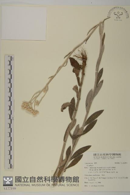 登錄號:S122190藏品圖，第1張