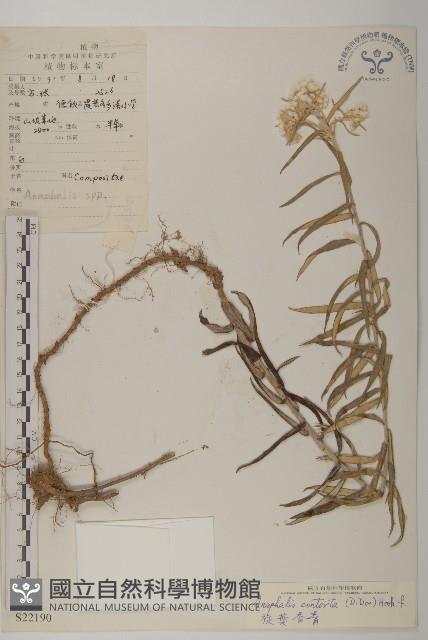 旋葉香青藏品圖，第1張