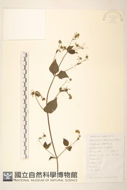 毛梗豨薟藏品圖，第1張