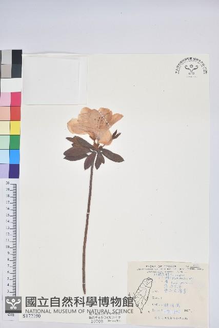 登錄號:S172190藏品圖，第1張