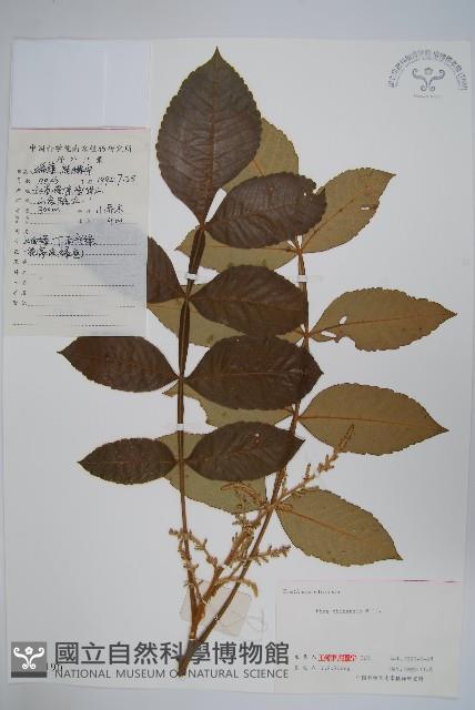 鹽膚木藏品圖，第1張