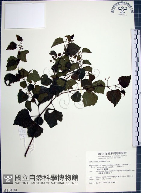 漢氏山葡萄藏品圖，第1張