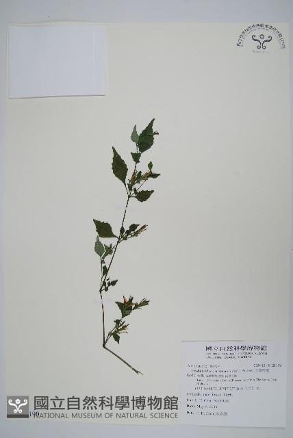 曲莖馬藍藏品圖，第1張