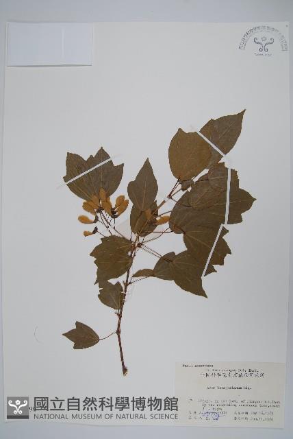 三角楓藏品圖，第1張