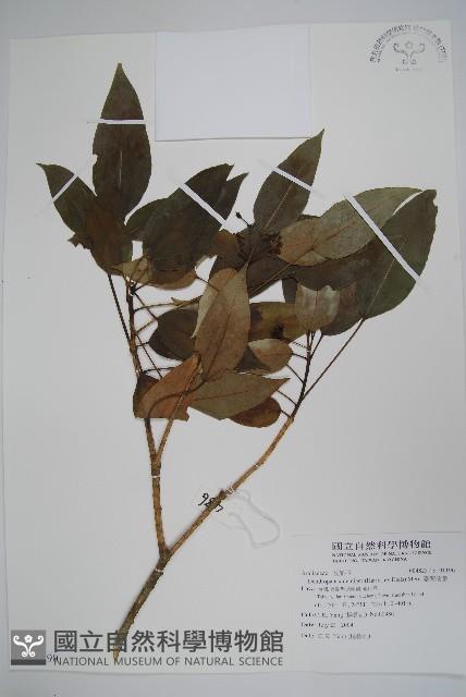 臺灣樹參藏品圖，第1張